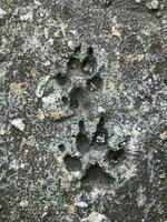voetafdruk van een groot dier afdruk in steen detailopname foto