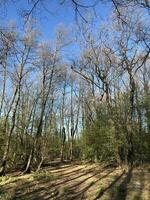 voorjaar Woud, hoog bomen zonder bladeren, eerste groen gras landschap foto