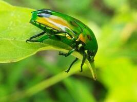 klein groen insect Aan een blad met vervagen achtergrond foto