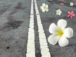 frangipani bloemen vallend Aan de weg foto