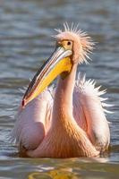 prachtige roze pelikaanvogels in het kerkini-meer in noord-griekenland