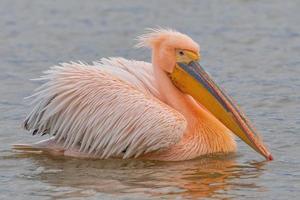 prachtige roze pelikaanvogels in het kerkini-meer in noord-griekenland foto