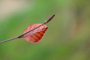 bruin boomblad in de herfstseizoen