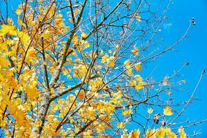 kleurrijk herfst boom tegen blauw lucht foto