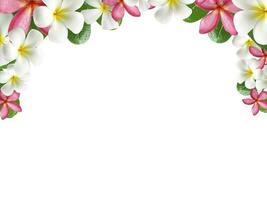 frangipani bloem kader Aan wit achtergrond foto