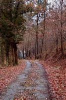 weg met bruine bomen in de bergen in de herfstseizoen foto