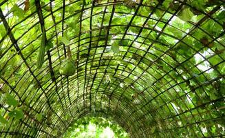 kalebas fruit groeit in tunnel gemaakt van bamboe voor Bijsnijden divers kalebassen. dak groente tuin. foto