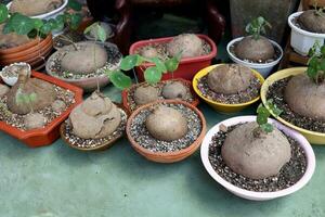 stephania erecta boom in ronde potten met lamp van fabriek bovenstaand bodem in pot. inheems wild fabriek in Thailand. foto