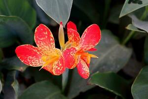 rood en geel bloem van canna of canna lelie bloeiend Aan bundel en groen bladeren achtergrond. een ander naam is eetbaar kan, Australisch pijlwortel, Indisch kort fabriek en Indisch schieten. foto