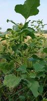 bladeren van bomen en planten. foto