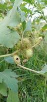 bladeren van bomen en planten. foto