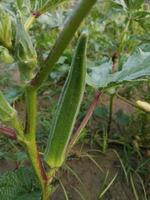 verliezen omhoog van vers bhindi, dame vingers, okra groen groente abelmoschus esculentus foto