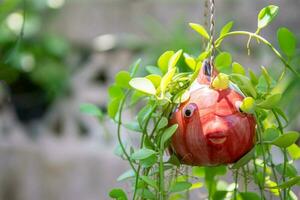 huis decoraties tuin foto