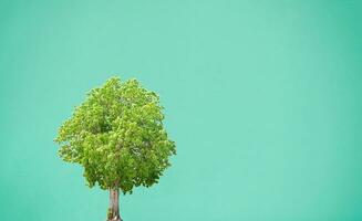 milieu concept bomen Aan een groen achtergrond foto