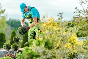 tuinman op zoek na buxus boom foto