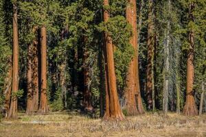 sequoia's bomen bos- foto