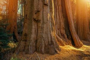 reusachtig sequoia's bosje foto