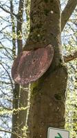 oud bord met spinnenwebben in een boom begroeid met mos