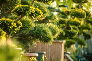 tuin planten in houten potten foto