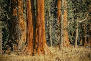 oude sequoia bomen foto