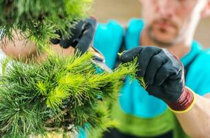 nemen zorg van tuin planten foto