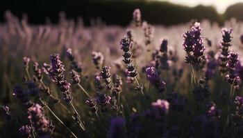 Purper wilde bloemen bloeien in idyllisch weide Bij zonsopkomst, geur natuur gegenereerd door ai foto