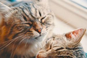 twee katten slapen in mand op vensterachtergrond foto