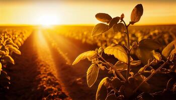 natuur schoonheid zon sets over- idyllisch bouwland ,generatief ai foto