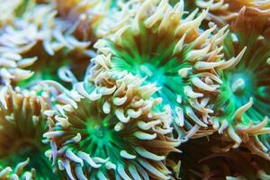 snorhaar koraal marinier aquarium foto