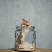 syrisch hamster staand in een pot foto