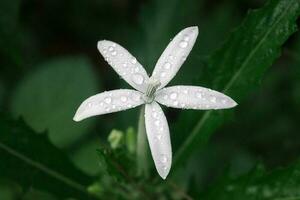 dauw Aan wit wilde bloemen foto