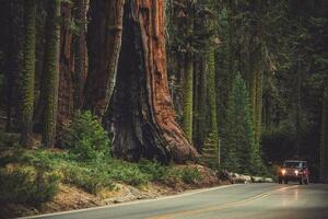 reusachtig sequoia generaals snelweg foto