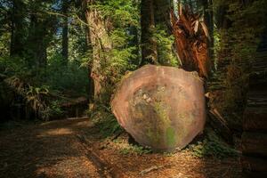 duurzaam sequoia boom hout foto