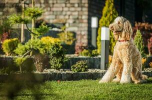 gehoorzaam goldendoodle hond zittend naar beneden Aan gras. foto