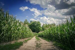 landerijen platteland weg foto