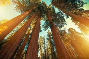 reusachtig sequoia's sequoia foto