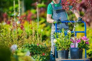 tuin op te slaan boodschappen doen met groot kar foto