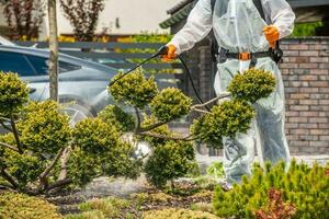 tuinman sproeien schimmel geïnfecteerde planten in achtertuin tuin foto