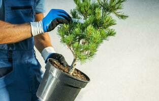 tuinarchitect met een pijnboom boom zaailing foto