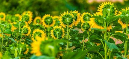zonnebloemen veld- terug kant foto