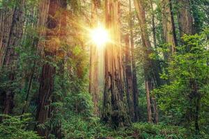 zonnig sequoia Woud foto