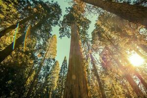 sequoia nationaal park bosje foto