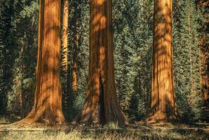 drie oude sequoia's foto