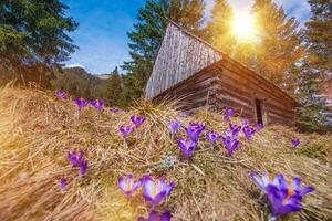 houten cabine en krokussen foto