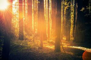 sequoia Woud landschap foto