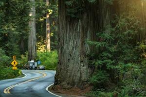 sequoia snelweg 101 noordelijk Californië Verenigde Staten van Amerika foto