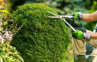 achtertuin tuin bomen trimmen baan foto