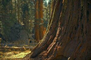 oude reusachtig sequoia boom foto