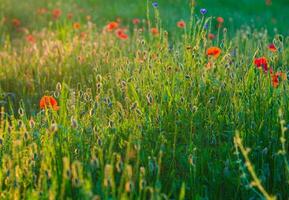 zomer papaver weide foto