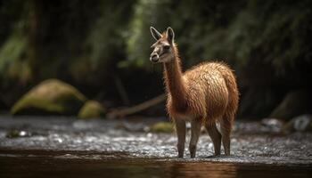 pluizig alpaca staat in groen wildernis, op zoek schattig gegenereerd door ai foto